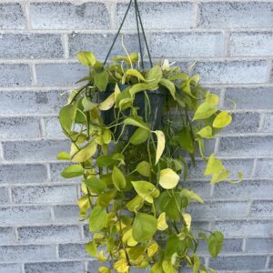 Neon Pothos Hanging Basket