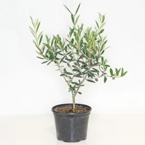 Olive Plant