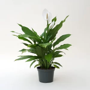 Peace Lilly