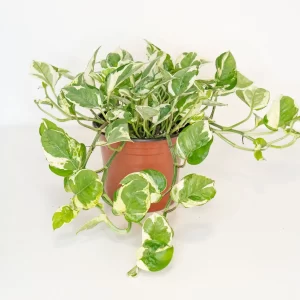 Pearl Pothos
