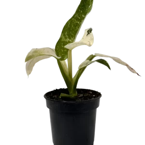 Philodendron Jose Bruno