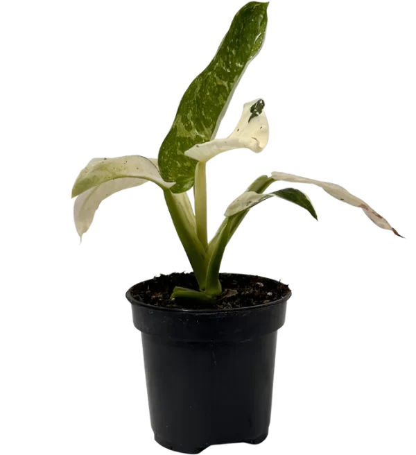 Philodendron Jose Bruno