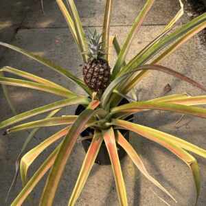 Pineapple Plant