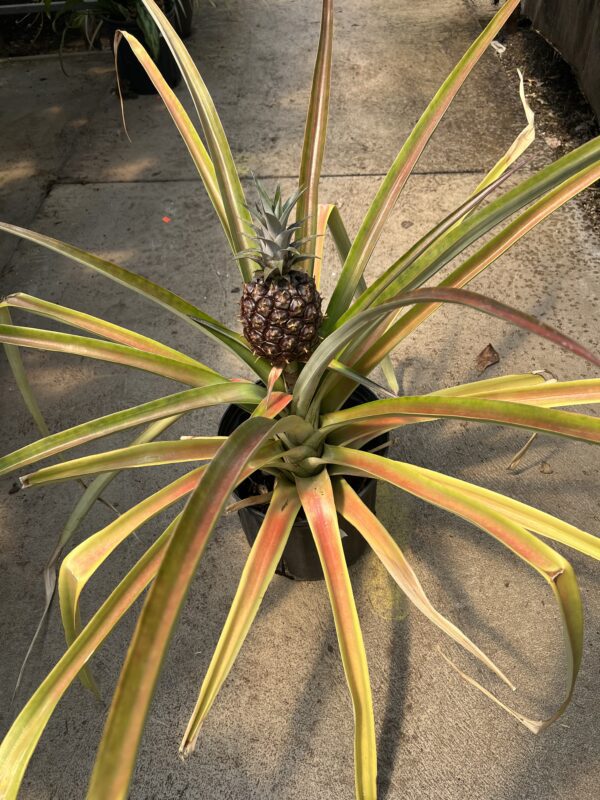 Pineapple Plant