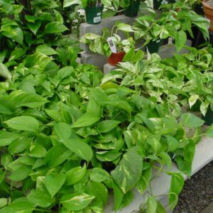 Pothos