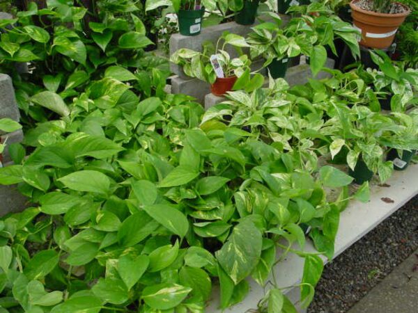 Pothos