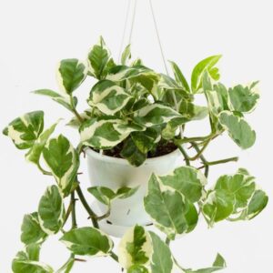 Pothos N Joy Hanging Basket