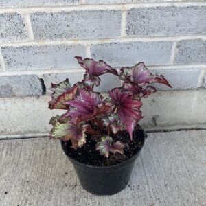 Rex Begonia