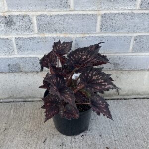Rex Begonia 'Black Sky'