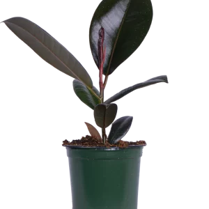 Rubber Tree