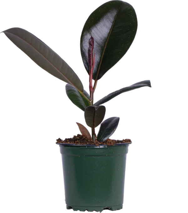 Rubber Tree