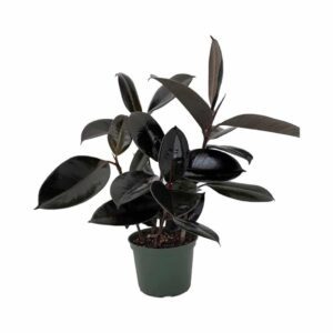 Rubber Tree