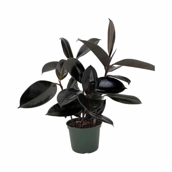 Rubber Tree