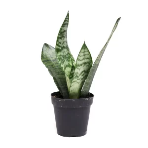 Snake Plant
