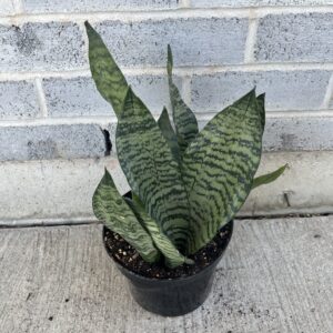 Snake Plant