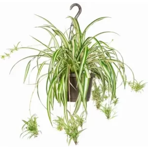 Spiderplant Hanging Basket
