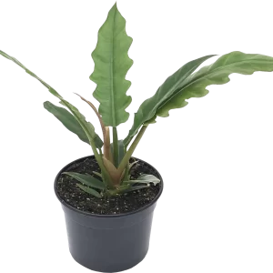 Tigertooth Philodendron