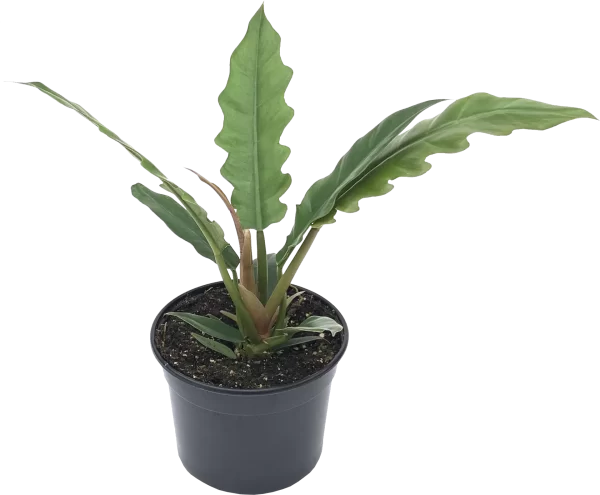 Tigertooth Philodendron