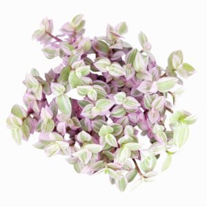 Turtle Vine