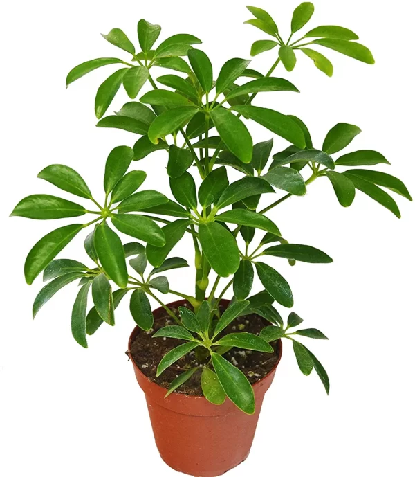 Umbrella Plant