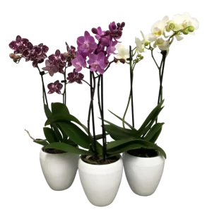 Double Spike Orchid 3.5" - Ceramic Pot
