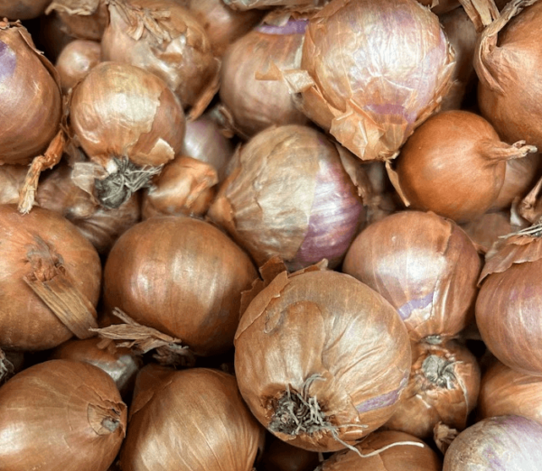 Onions Multipliers 10 Bulbs/pkg