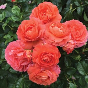Anglia Love Shrub Double Peach-Pink