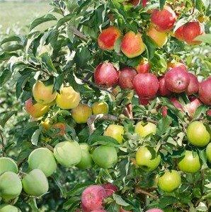 Apple x 'Combo'