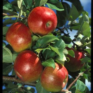 Apple x Honeycrisp™ ('MN 1711')