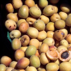 Apricot x 'Moorpark'