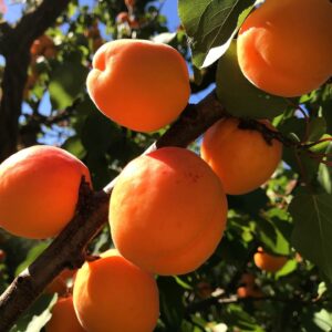 Apricot x 'Puget Gold'