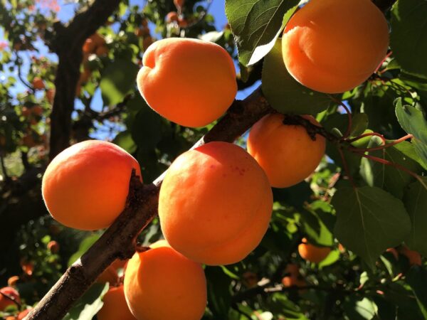 Apricot x 'Puget Gold'