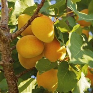 Apricot x 'Tilton'