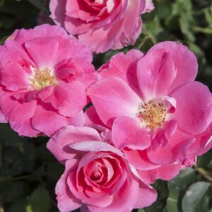 Carefree Wonder (Bold Pink) Shrub Pink