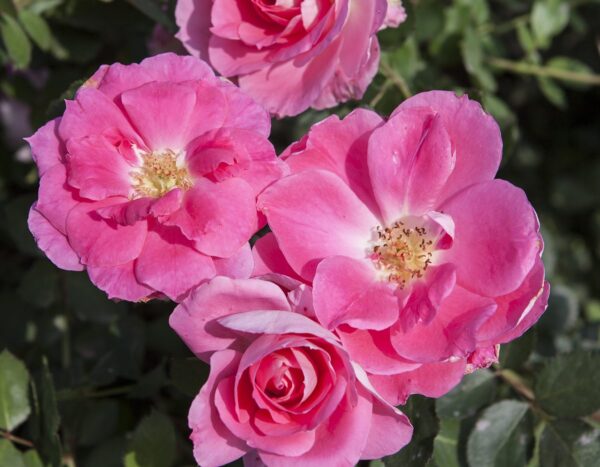 Carefree Wonder (Bold Pink) Shrub Pink