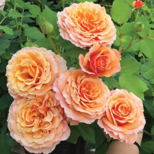 Catherine Hershey™ Rose FL Soft Peach