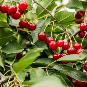 Cherry Combo