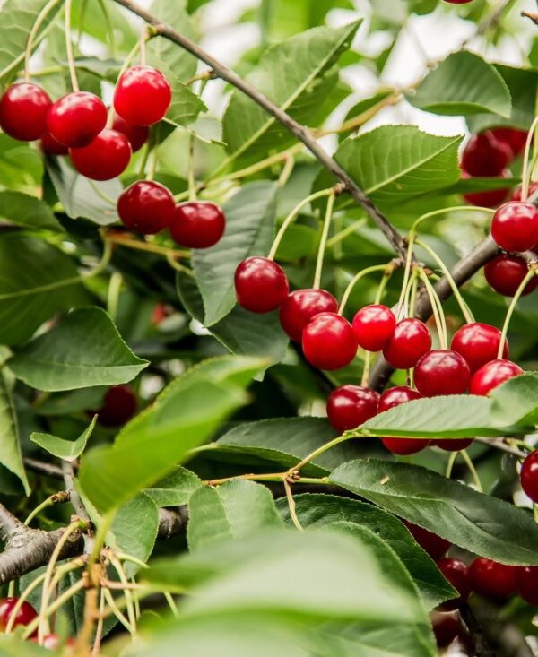 Cherry Combo