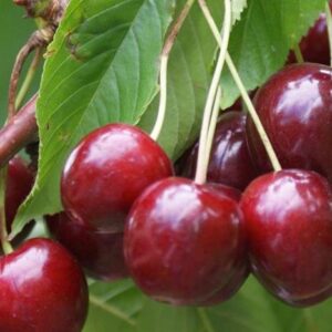 Cherry Stella