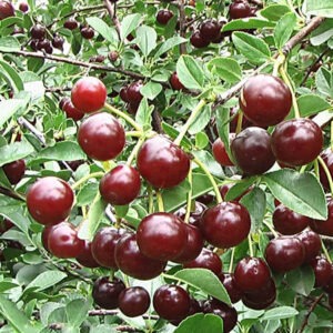 Cherry x 'Carmine Jewel'