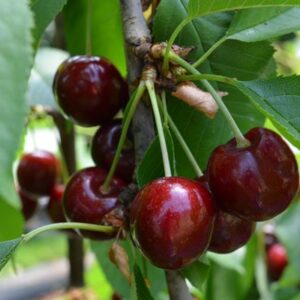 Cherry x 'Lapins'