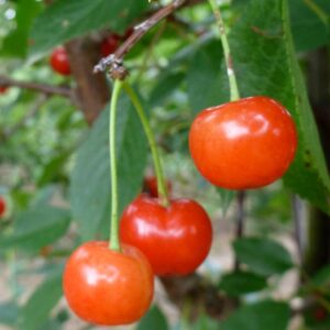 Cherry x 'Montmorency'