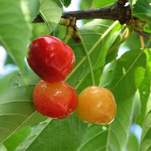 Cherry x 'Rainier'