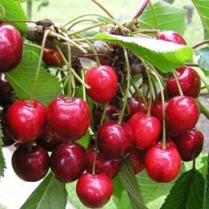Cherry x 'Van'