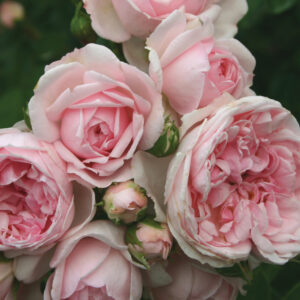Cinderella Fairy Tale™ Fl  Flor (Pink)