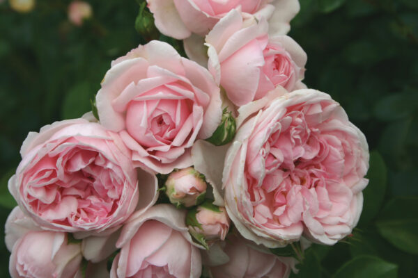 Cinderella Fairy Tale™ Fl  Flor (Pink)