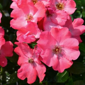 Coral Flower Carpet® True