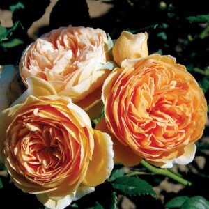 Crown Princess Margareta Austin CL Orange
