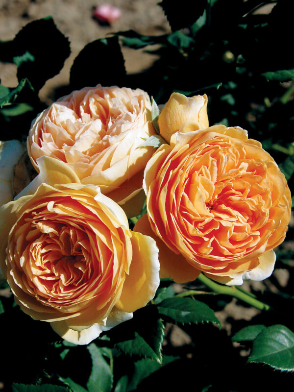 Crown Princess Margareta Austin CL Orange