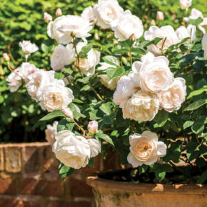 Desdemona® Austin White W/ Pink Hue